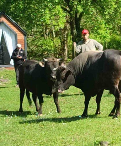 Rize'de boğalar arenaya hazırlanıyor
