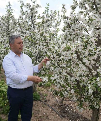 Tüccarların depo oyunu: Elmalar depolandı, ucuza satılmak istenmiyor