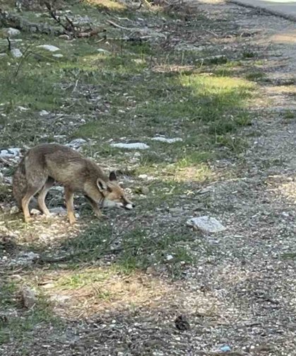 Uludağ dönüşü sürpriz misafir: Aç tilkiye peynirli kraker ikramı