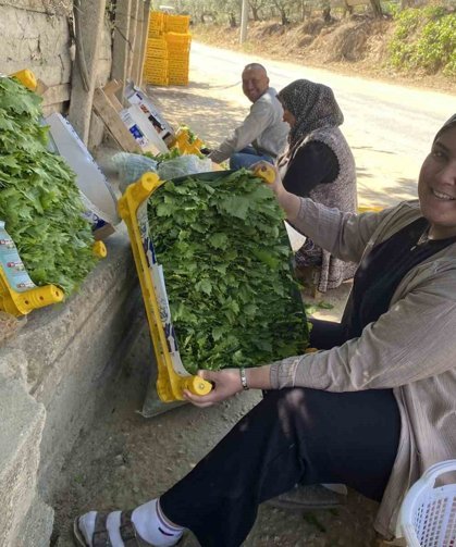Üzümden önce yaprağı kazandırıyor
