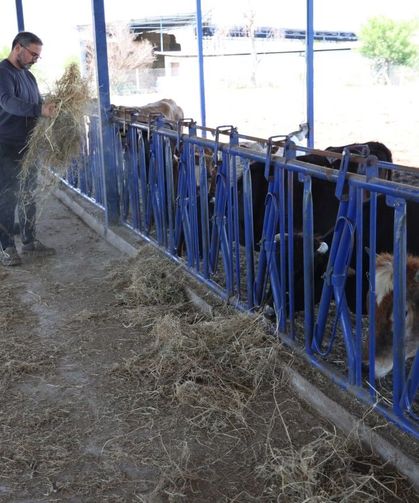 Yerli ırklar daha dayanıklı