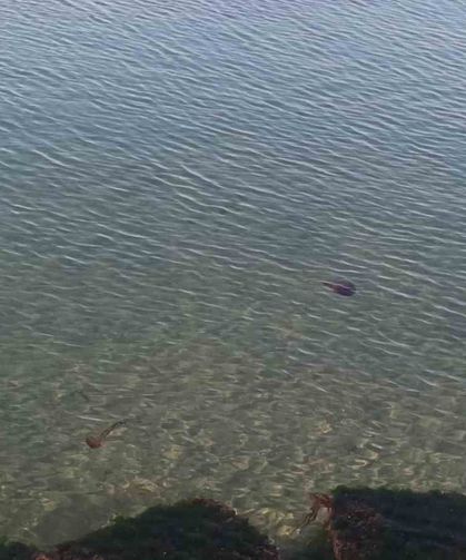 Zehirli pusula deniz anaları Tekirdağ sahilinde görüldü