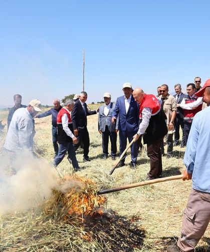 Asırlık lezzet firik bulgurunun hasadı başladı