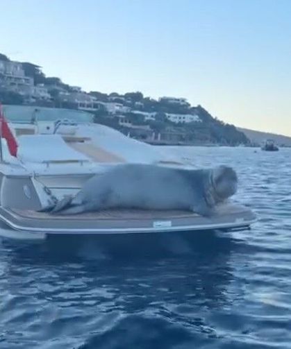 Akdeniz Foku'nun motoryat keyfi