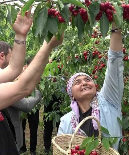 Amasya'da dalları kiraz bastı, bu yıl 50 bin ton rekolte bekleniyor