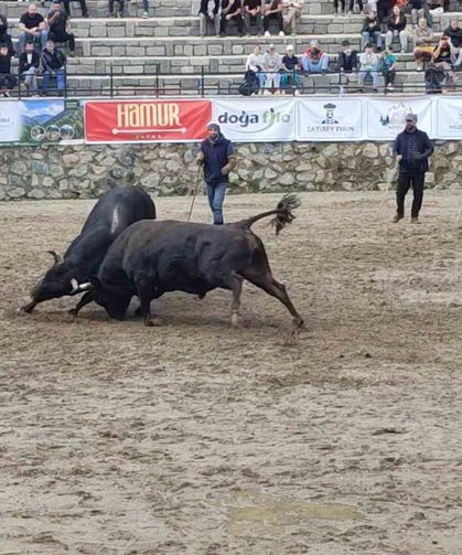 Ayder'de boğa güreşleri sağanak yağışa rağmen heyecanlı başladı