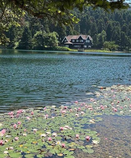 Bolu'da bu çiçeği koparmanın cezası 699 bin 197 lira