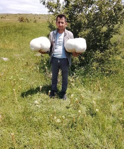 Doğada 20 kiloluk mantar buldu