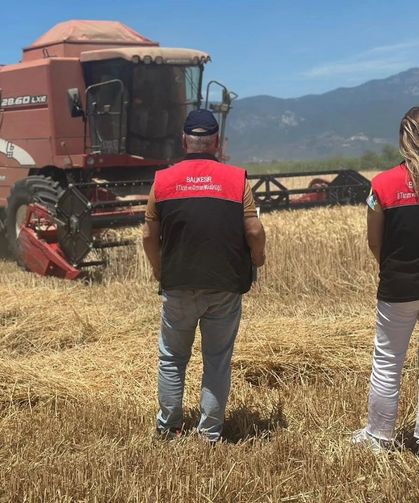 Edremit'te buğday hasadı başladı