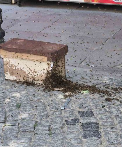 Eskişehir'de arı paniği