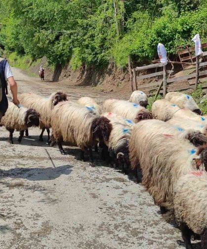Giresun'da yayla göçü başladı