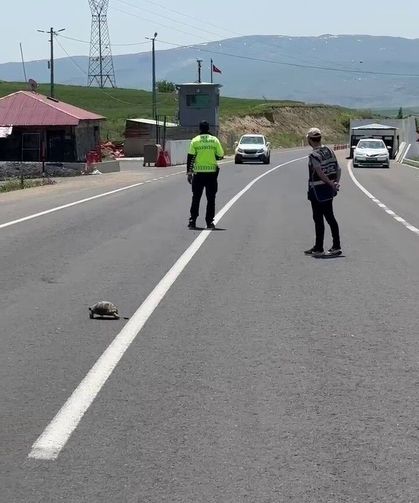 Hınıs'ta yürekleri ısıtan görüntü: Polis memuru kaplumbağa için trafiği durdurdu