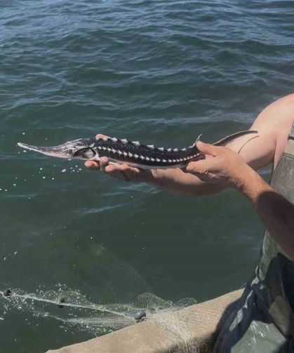 İzmit Körfezi'nde ağlara takılan mersin balığı yeniden denize salındı
