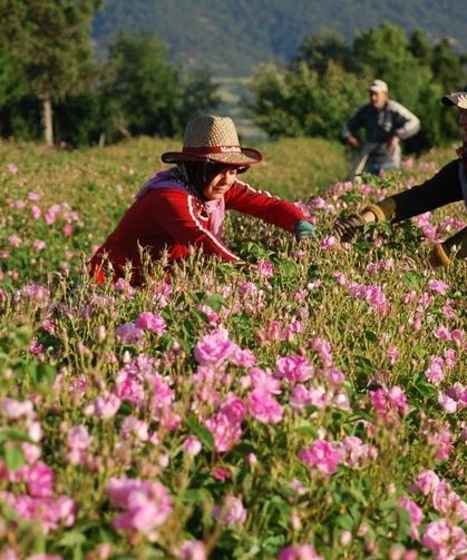 Kilogramı 12 bin avrodan alıcı bulan Isparta gül yağında hasat heyecanı başladı