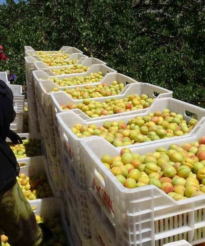 Malatya'da 'sarı altın' hasadı başladı, ilk ürünler Avrupa yolunda