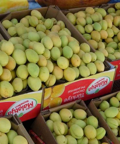 Malatya'da yaş kayısı tezgahlarda yerini aldı