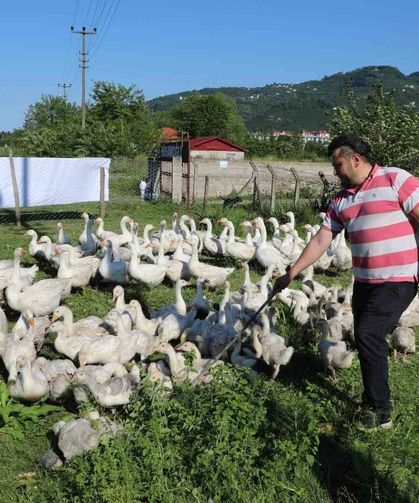 Ordu'da kaz bereketi: 20 ile başladı, 220'ye çıktı