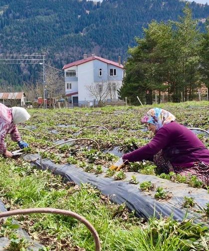 Samsun'da 14 bin 358 üreticiye destek