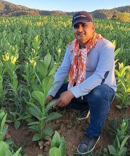 Sarıgöl'de tütün kırımı başladı