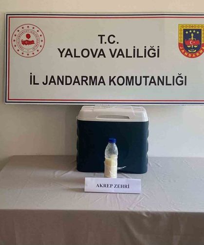 5 milyon dolarlık akrep zehri Yalova'da yakalandı