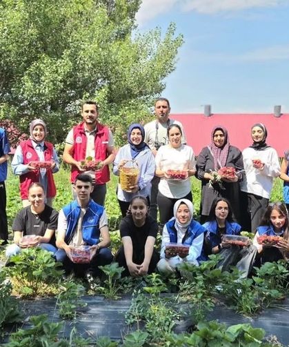 Ağrılı gönüllü gençlerden çilek hasadına destek