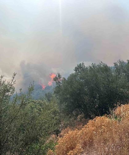 Ayvacık'ta arazi yangını ormana sıçradı