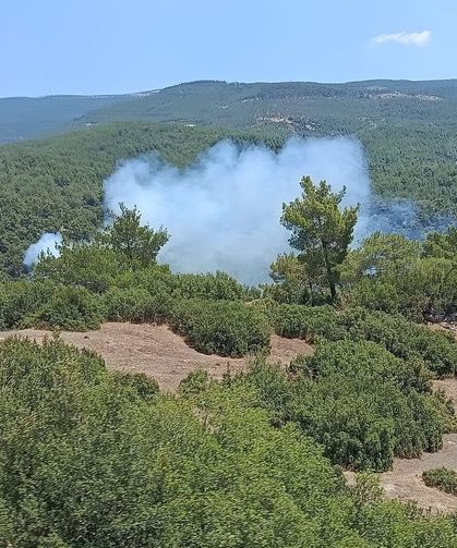 Çine'de orman yangını