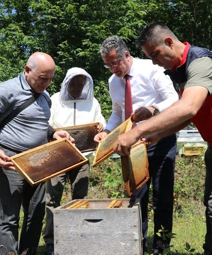 Coğrafi işaretli Salıpazarı kestane balında hasat başladı