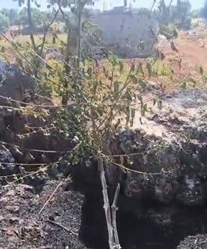 Dicle'de örtü yangını: Onlarca meyve ağacı alevlere teslim oldu