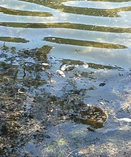 Doğa harikası Gölcük Tabiat Parkı'nda balık ölümleri yaşandı