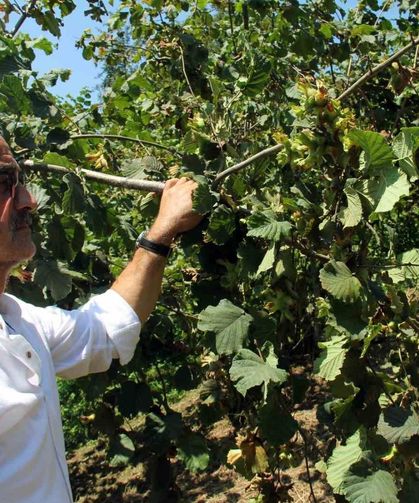 Fındıkta hasat öncesi fiyatlar geriledi, gözler alım fiyatında