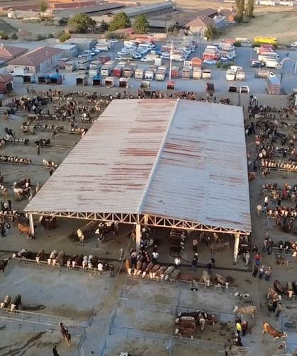 Hayvan fiyatları düşüşte, besiciler 'Tam alım zamanı' diyor