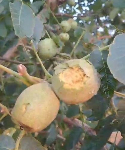 İpsala'da dolu yağışı 500 dekarlık ceviz bahçesinde hasar oluşturdu