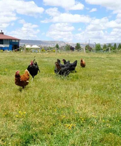 Keneyle mücadelede gezici tavuk kümesi uygulaması