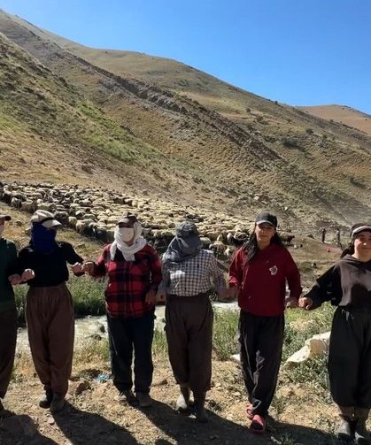 Kızgın güneş atında halaylı süt mesaisi: Berivanlar bakanlıktan gölgelik istiyor