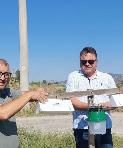 Pamuk tarlalarında zararlı takibi için feromon tuzakları kuruldu