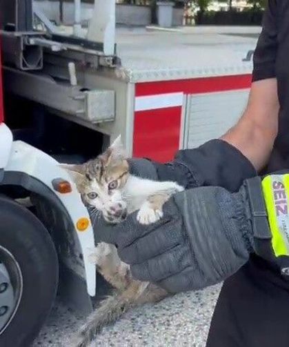 Saatlerce ağaçta bekledi, duyarlı vatandaşın çağrısıyla kurtarıldı