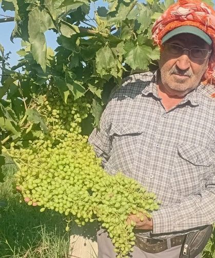 Sarıgöl'de dev salkımlar ihracat yolunda