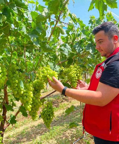 Sarıgöl'de erkence üzüm hasat dönemi yaklaşıyor