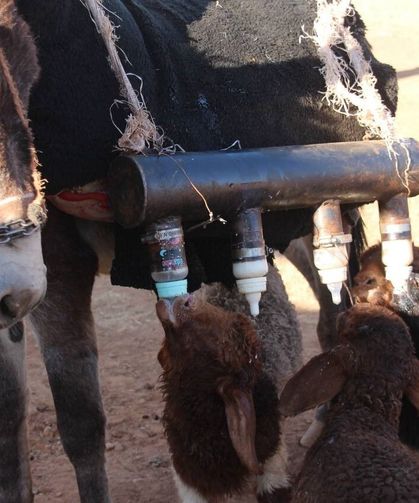 Semere yerleştirdiği biberonlarla sürü psikolojisini yönetiyor