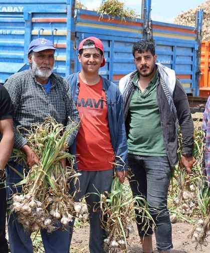 Sevdiğiyle evlenmek için tarlada başlık parasına çalışıyor