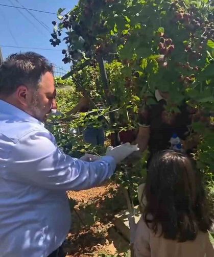Siirt'te özel bireyler ve çocuklar böğürtlen hasadında buluştu