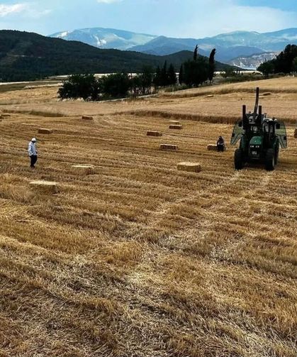 Sinop'ta yılın ilk buğdayları hasat edildi