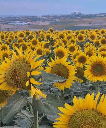 Tekirdağ'da ayçiçeği tarlaları görsel şölene dönüştü