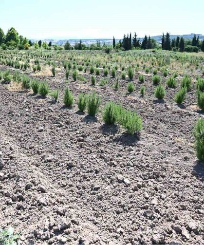 Tıbbi ve aromatik meyveler orman köylüsüne gelir kapısı oluyor