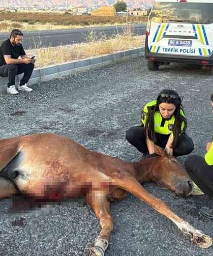 Acılar içinde kıvranan yaralı ata 4 saatlik eziyet verici kurtarma çalışması