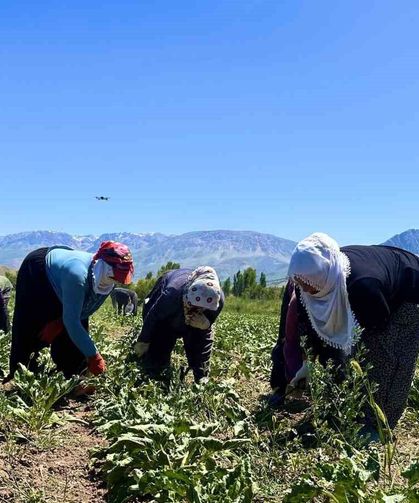 Alın teri 40 derecede toprağa karışıyor