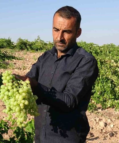 Anadolu'nun Unutulan Lezzeti 'tahannebi' üzümü Malatya'da yeniden ekonomiye kazandırılıyor