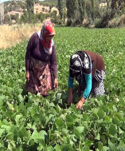 Aracı yok, doğallık var: Çiftçi hem üretiyor hem satıyor
