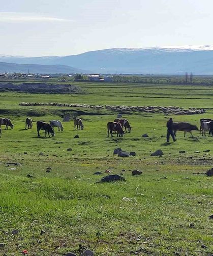 Ardahan'da Kuduz alarmı: Bölge karantinaya alındı
